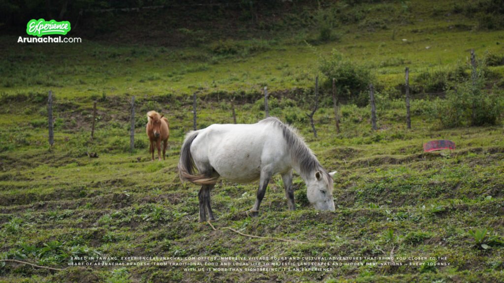 Village tour in Arunachal